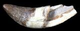 Eocene Archaeocete (Basilosaur) Tooth - Primitive Whale #36138-1